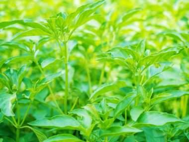 Bahçe üzerinde yeşil taze kutsal fesleğen yaprağı