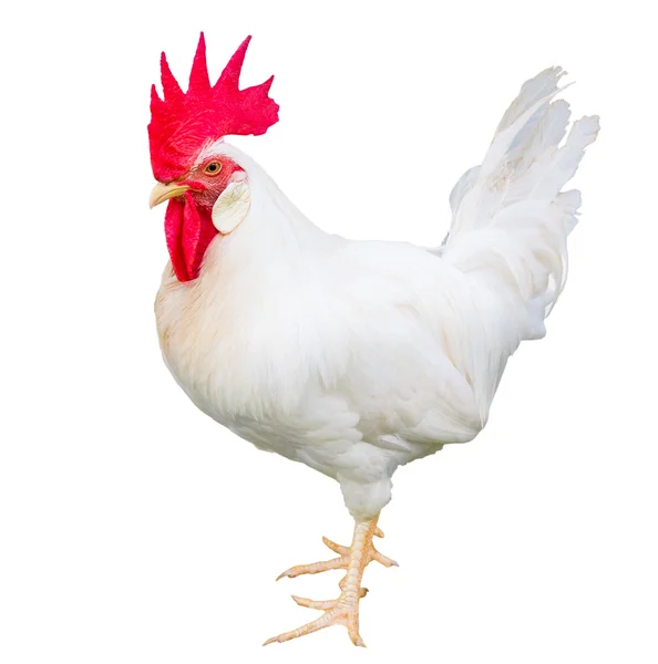 Chicken isolated on white background — Stock Photo, Image