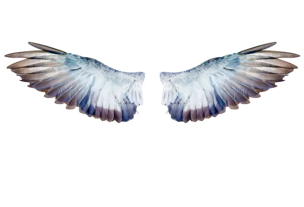 Taubenflügel isoliert auf weiß — Stockfoto