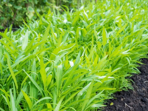 Fresh water spinach in the garden — Stock Photo, Image