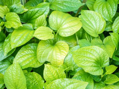 Sebze ve otlar, şifalı madde içinde o bırakır