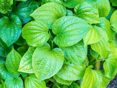 Sebze ve otlar, şifalı madde içinde o bırakır