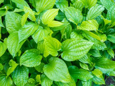 PLU (Houttuynia cordata lanatus), sebze ve otlar, şifalı s