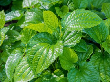 Sebze ve otlar, şifalı madde içinde o bırakır