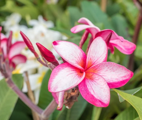 Hermosas flores de plumaria en el árbol de la planta — Foto de Stock