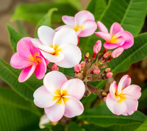 Vackra plumaria blommor på plantera träd — Stockfoto