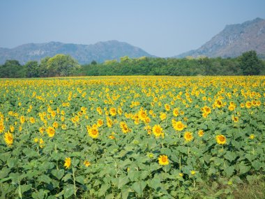 Ayçiçeği ekimi çiftlikte