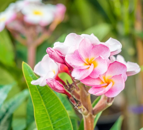 Mooie plumaria bloemen op de boom plant — Stockfoto
