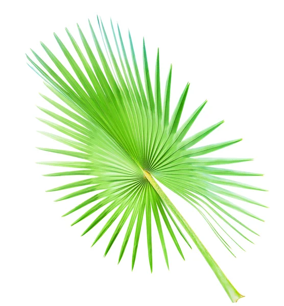 Großes Palmblatt isoliert auf weiß — Stockfoto