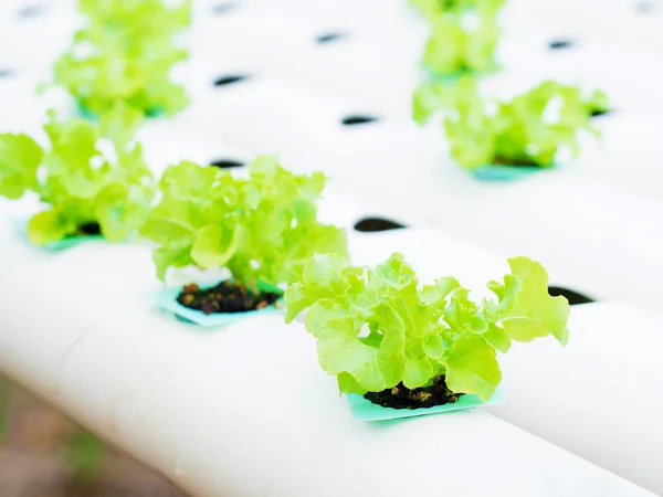 Suda bitki dikimi kapatın