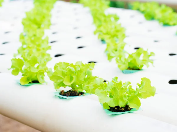 Close up planting Hydroponics plant — Stock Photo, Image