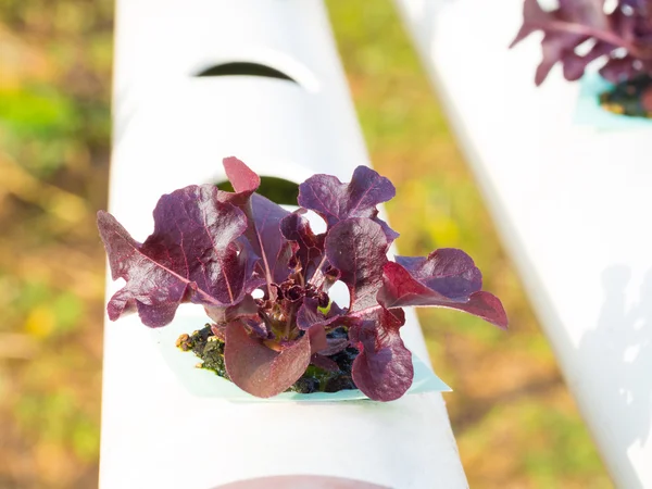 Close-up aanplant van hydrocultuur planten — Stockfoto