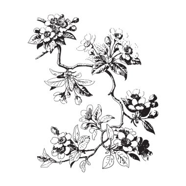 Yaprak ve çiçek beyaz arka plan üzerinde botanik dal. 