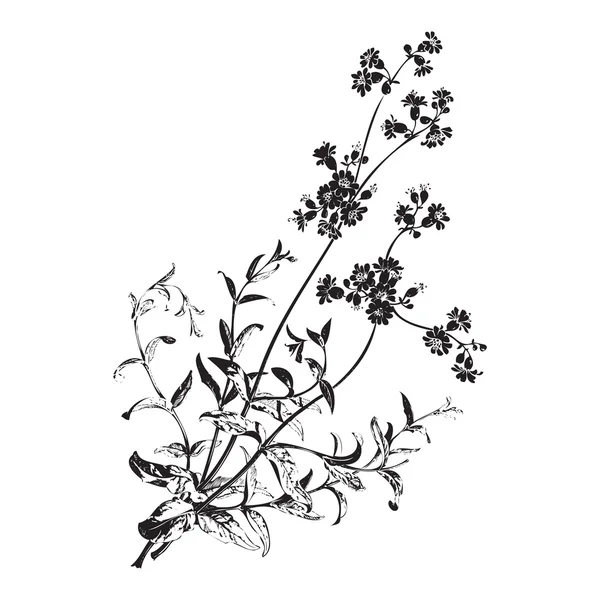 Botanische handgezeichnete Zweige mit Blüten isoliert, Kräuterblumen isoliert auf weißem Hintergrund Vektor Illustration — Stockvektor