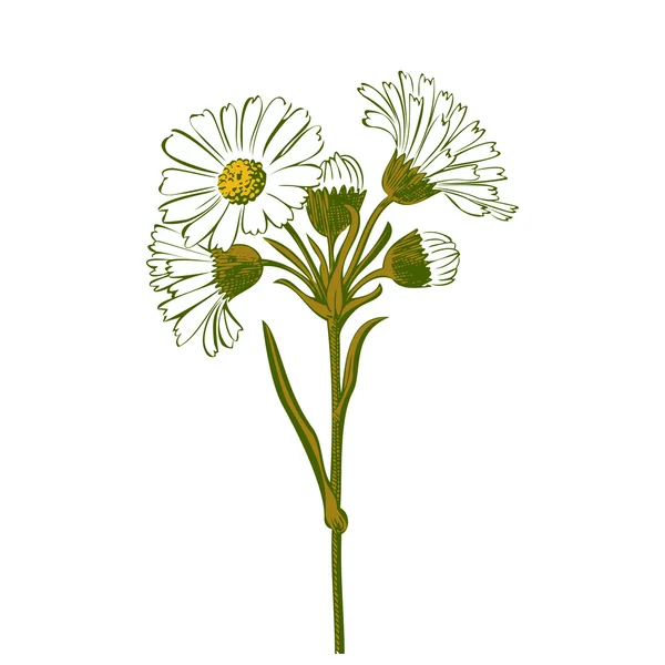 Ramo colorido dibujado a mano de flores de manzanilla aisladas en blanco — Vector de stock