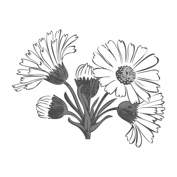 Elle çizilmiş buket beyaz arka plan üzerinde izole papatya çiçek — Stok Vektör
