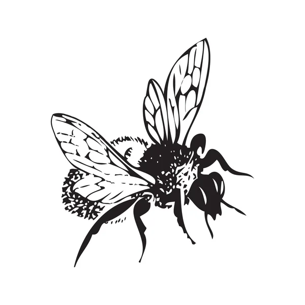 Gravura vetorial ilustração antiga de abelha voadora de mel, isolada em fundo branco. Uma abelha voadora —  Vetores de Stock