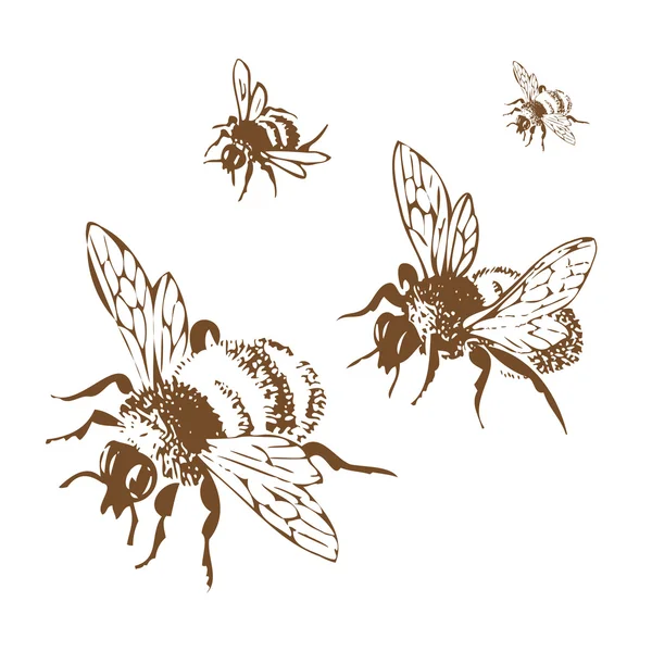 Grabado vectorial ilustración antigua de abejas voladoras de miel, aisladas sobre fondo blanco. Conjunto de abejas voladoras, color marrón vintage — Vector de stock