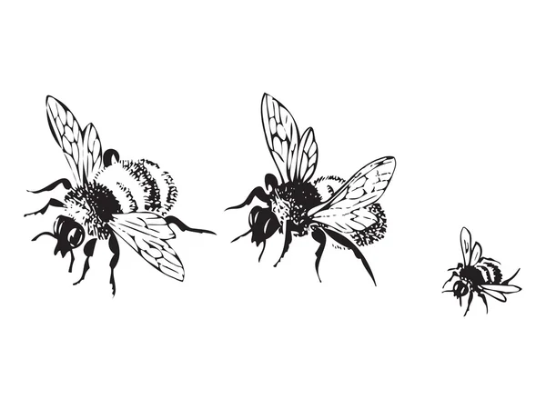 Gravura vetorial ilustração antiga de abelhas voadoras de mel, isoladas em fundo branco. Conjunto de abelhas voadoras seguidas — Vetor de Stock