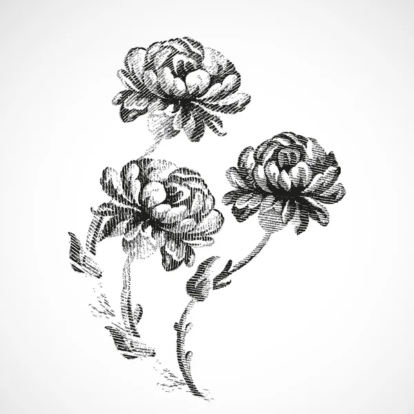 Ramo dibujado a mano de tres flores de peonías, vector de fondo aislado vintage — Vector de stock