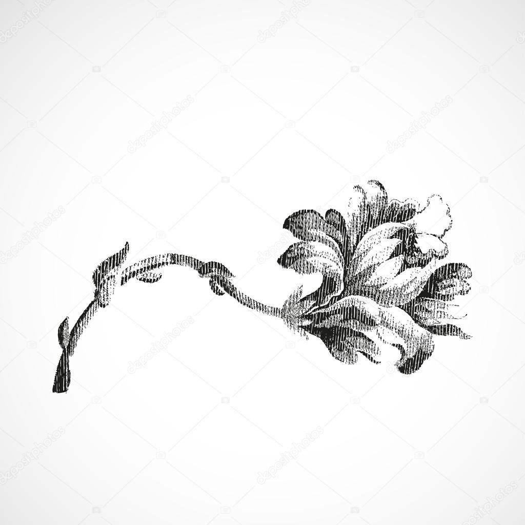 Hand-drawn horizontal flower of lily, vintage isolated background vector