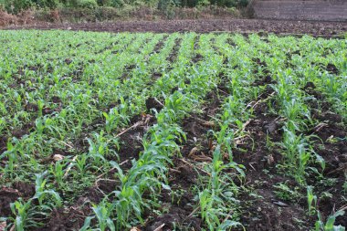 Genç Mısır bitkileri alanında