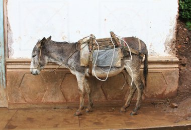 Peru bir kaldırımda eşek