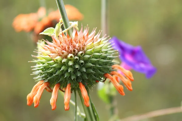 Orange Bee Balm Monarda Flower in Field — Stock Photo, Image