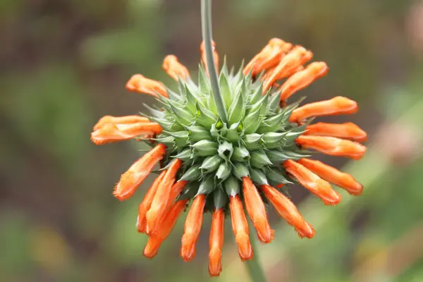 Orange Bee Balm Flower — Stock Photo, Image