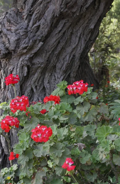 Geranium blommor under en knotiga trädstam — Stockfoto