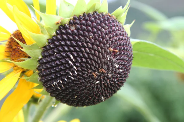 Tournesol parti aux graines — Photo