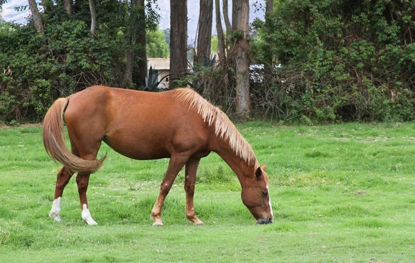 Mare bete i betesmark — Stockfoto