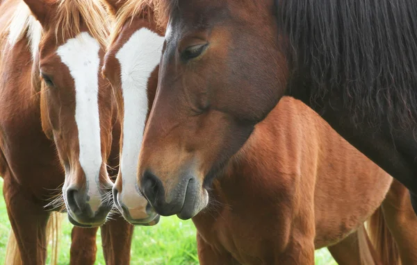 3頭の馬が一緒に立っています。 — ストック写真