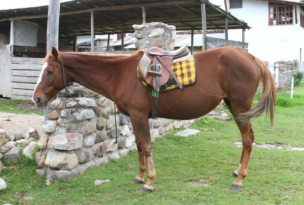 말을 saddling — 스톡 사진
