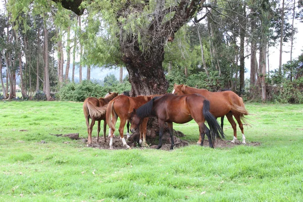 Лошади отдыхают под большим деревом — стоковое фото