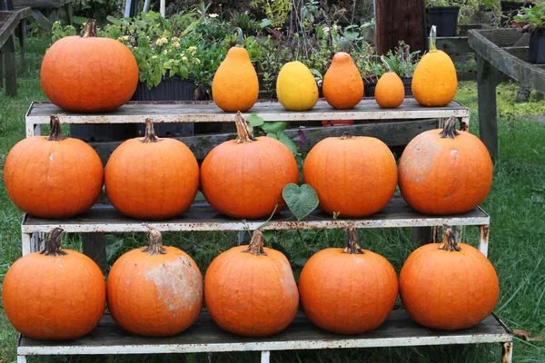 Kalkanlar üzerinde Pumpkins satırları — Stok fotoğraf