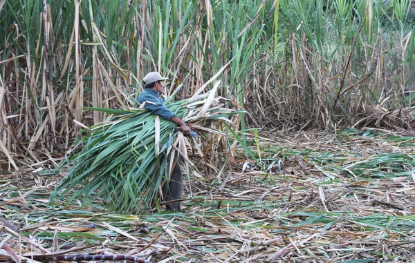 Man Carries Cut Sugar Cane in Peru — Stock Photo, Image