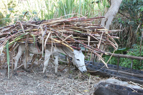Burro Eats With Load of Sugarcane in Peru – stockfoto