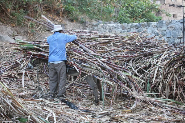 Mand losser sukkerrør fra Burro 's Back i Peru - Stock-foto