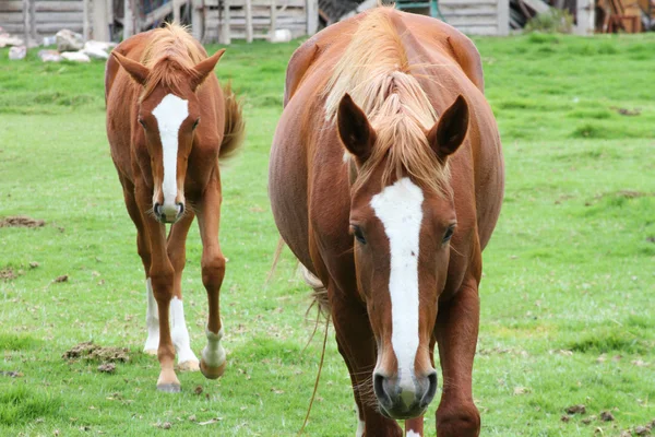 Kasztanowy koń i Colt iść w kierunku kamery — Zdjęcie stockowe