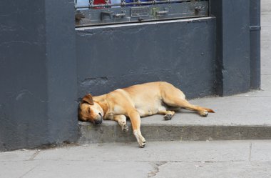 Uyuyan köpekler yalan izin