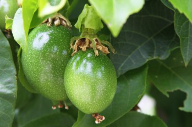 Bir ağaca tutunan iki maracuya meyve