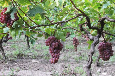 Demet kırmızı üzüm asma Vinyard üzerinde