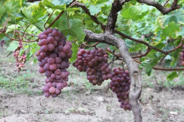 Sarmaşıkta kırmızı üzüm