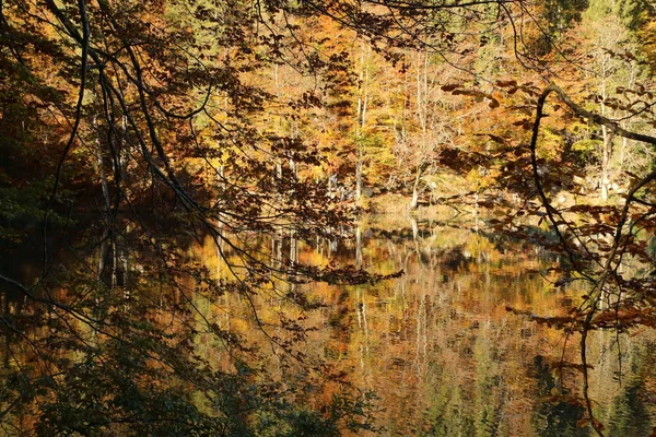 Hösten Fusine Sjöar Naturpark Italien Högkvalitativt Foto — Stockfoto