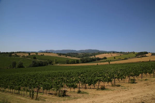 イタリアのウンブリアの田舎のブドウ畑 高品質の写真 — ストック写真