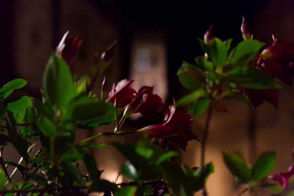 Blumen auf der Terrasse in der Nacht von Assisi — Stockfoto