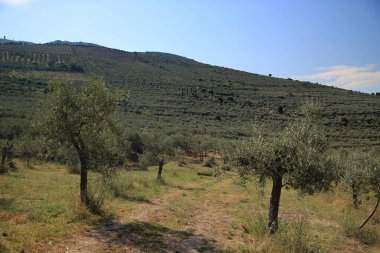 Trevi, İtalya kırsalında zeytin ağaçları