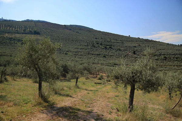 Olivi nella campagna di Trevi, Italia — Foto Stock