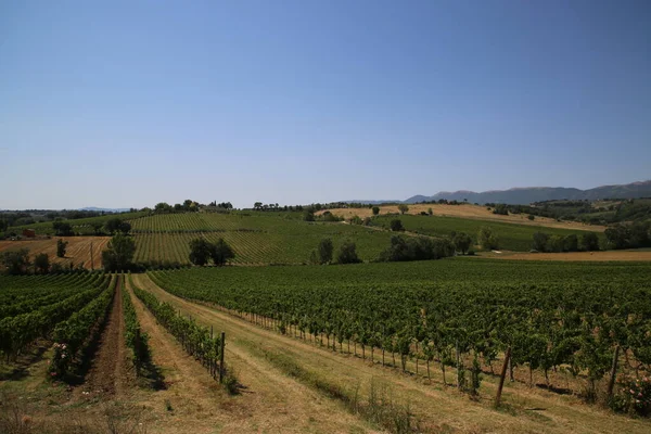 Vinodlingar på landsbygden i Umbrien, Italien — Stockfoto